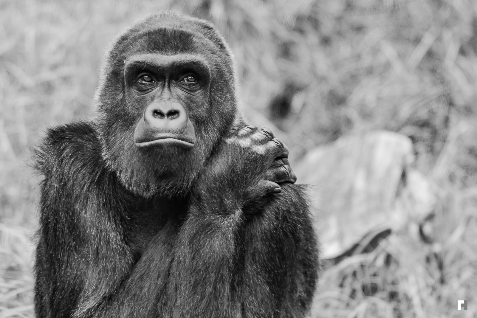 Contemplating, Oakland Zoo, California.