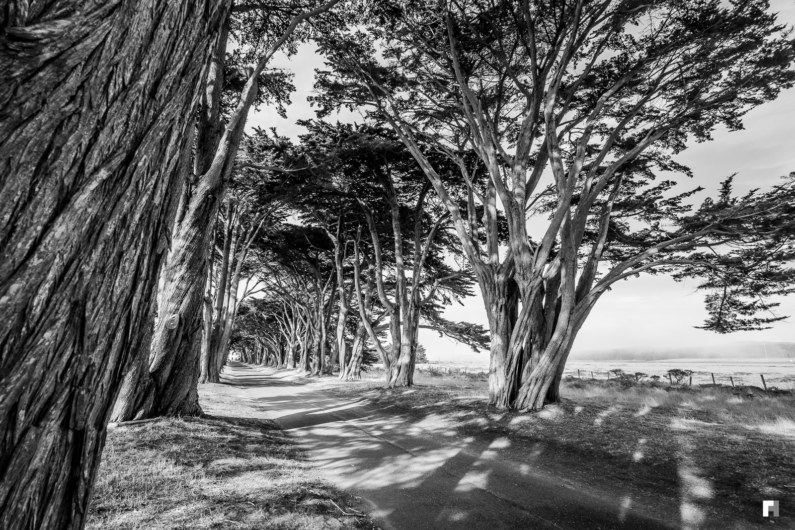 Cypress alley, Point Reyes, California.