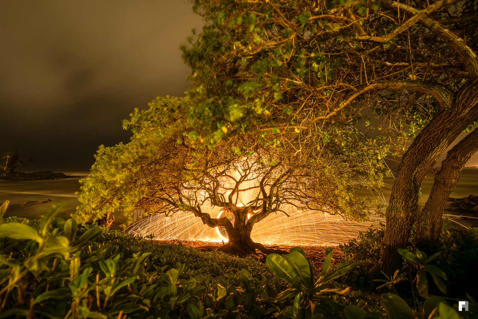 Spark tree , Kauai, Hawaii.