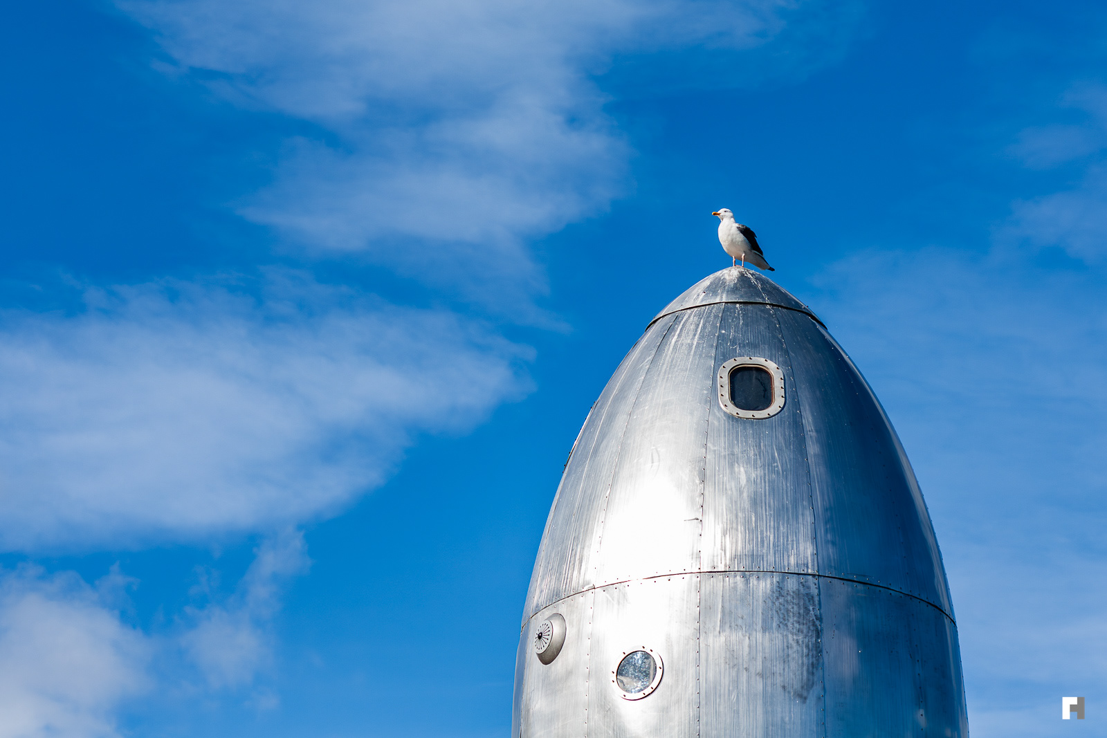 Seagull ready for liftoff at the Ferry Building, San Francisco.
