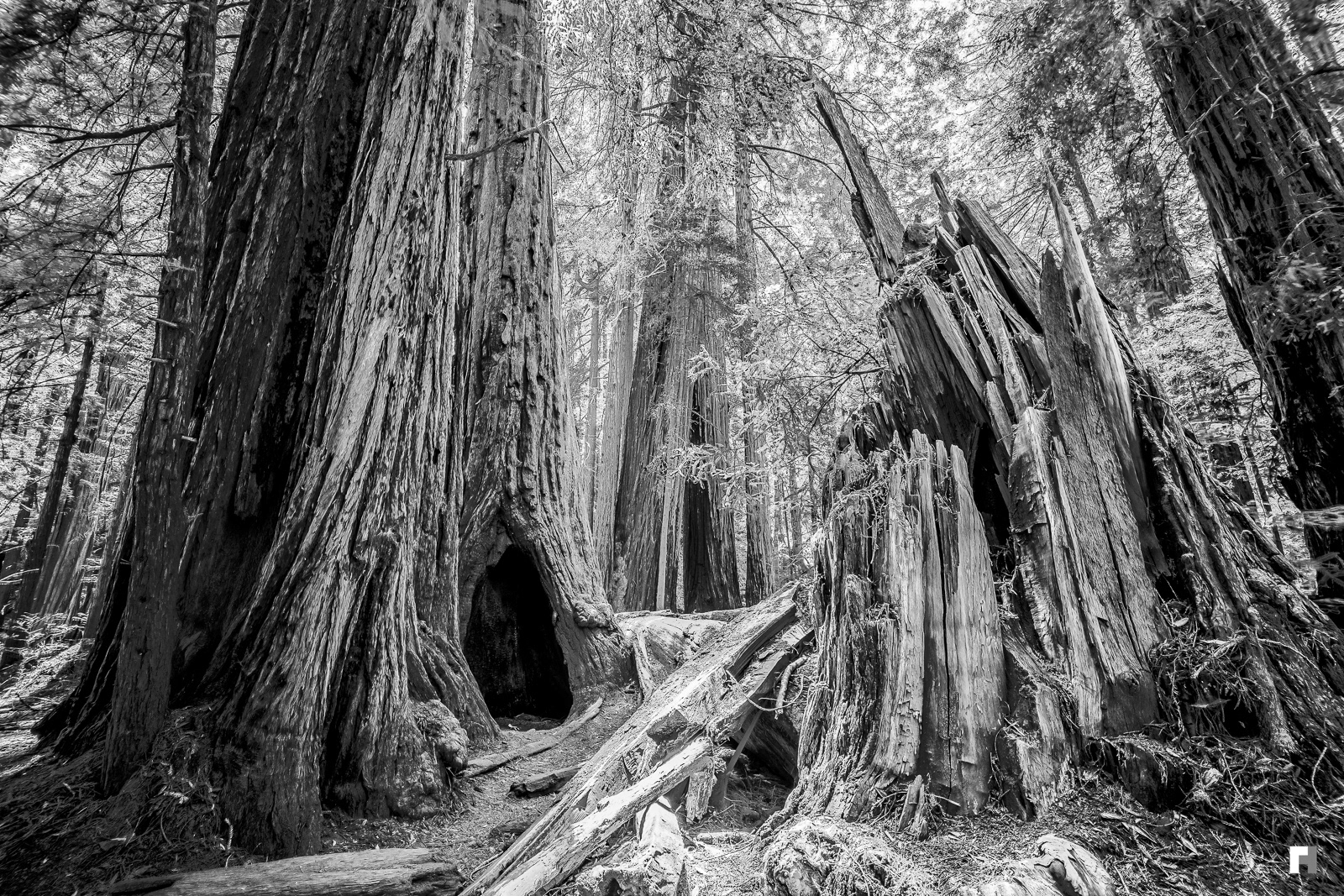Red wood trees, Muir Woods, California.