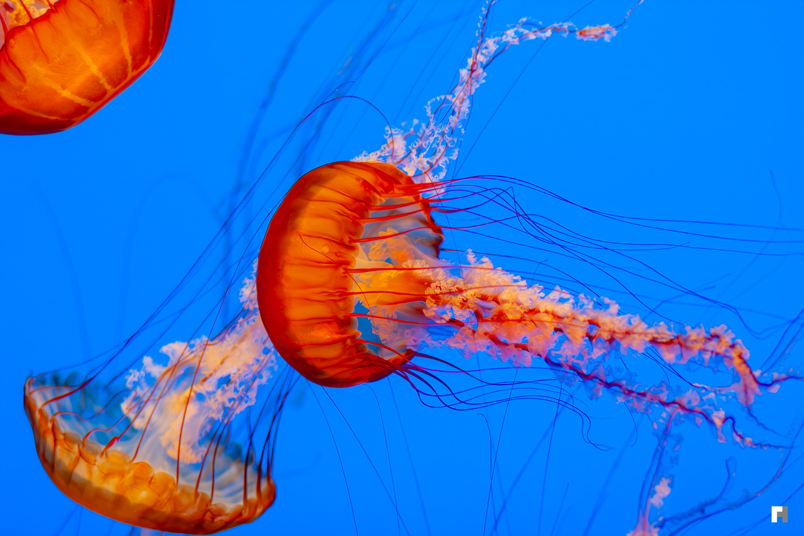 Jelly Fish at Monterey, California.