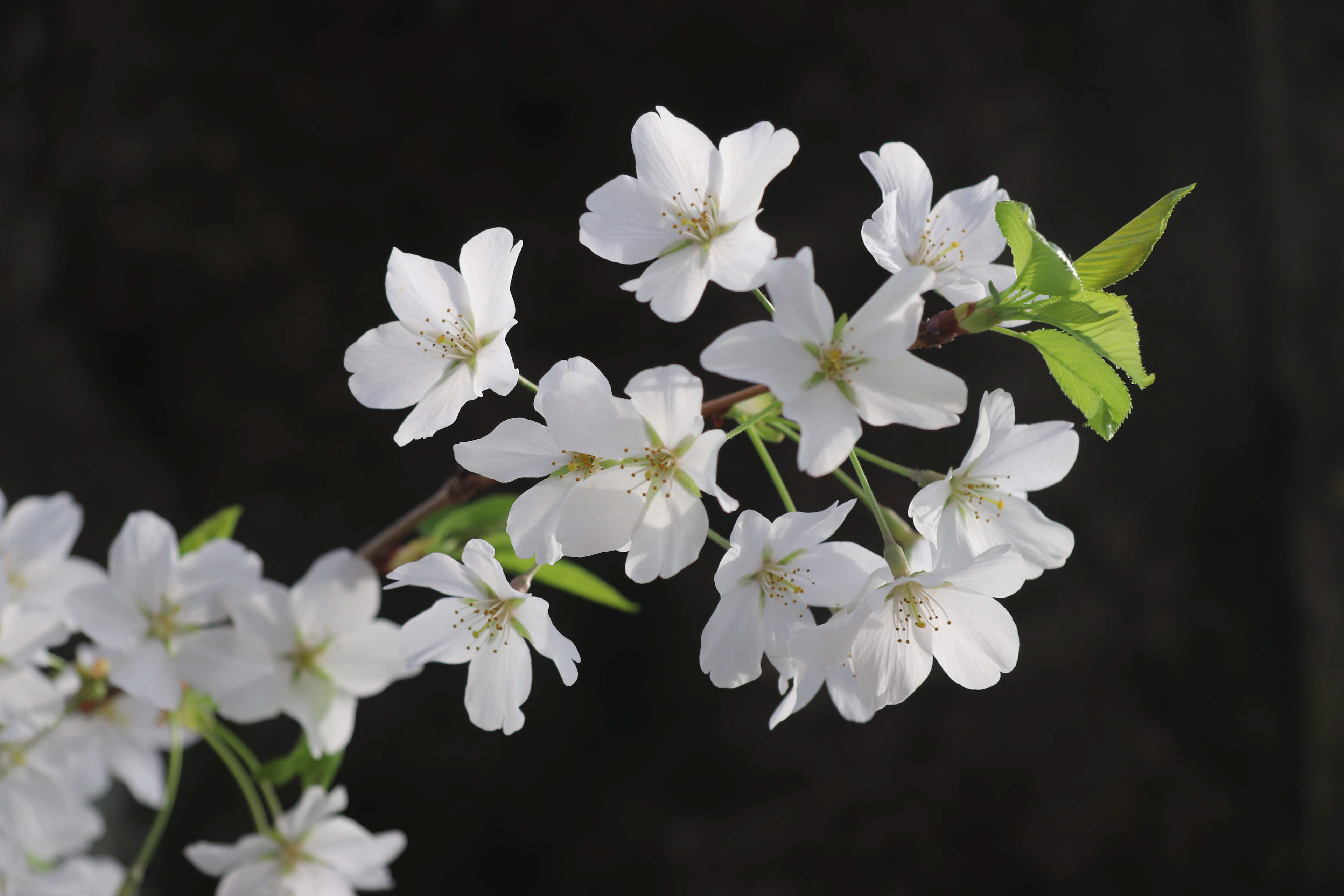 Cherry Blossoms - Chevy Chase