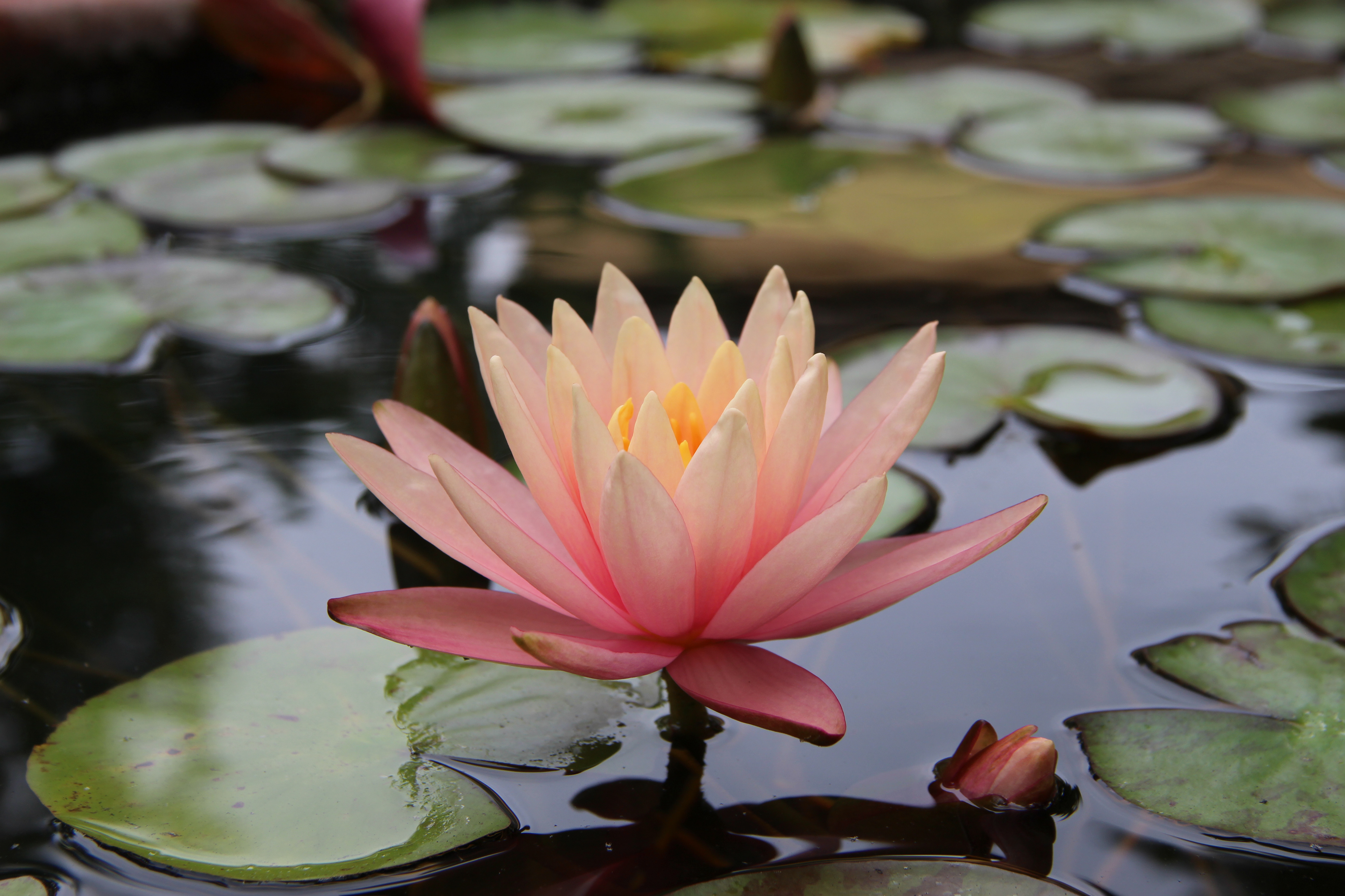 Lotus Flower - Giardino di Boboli 