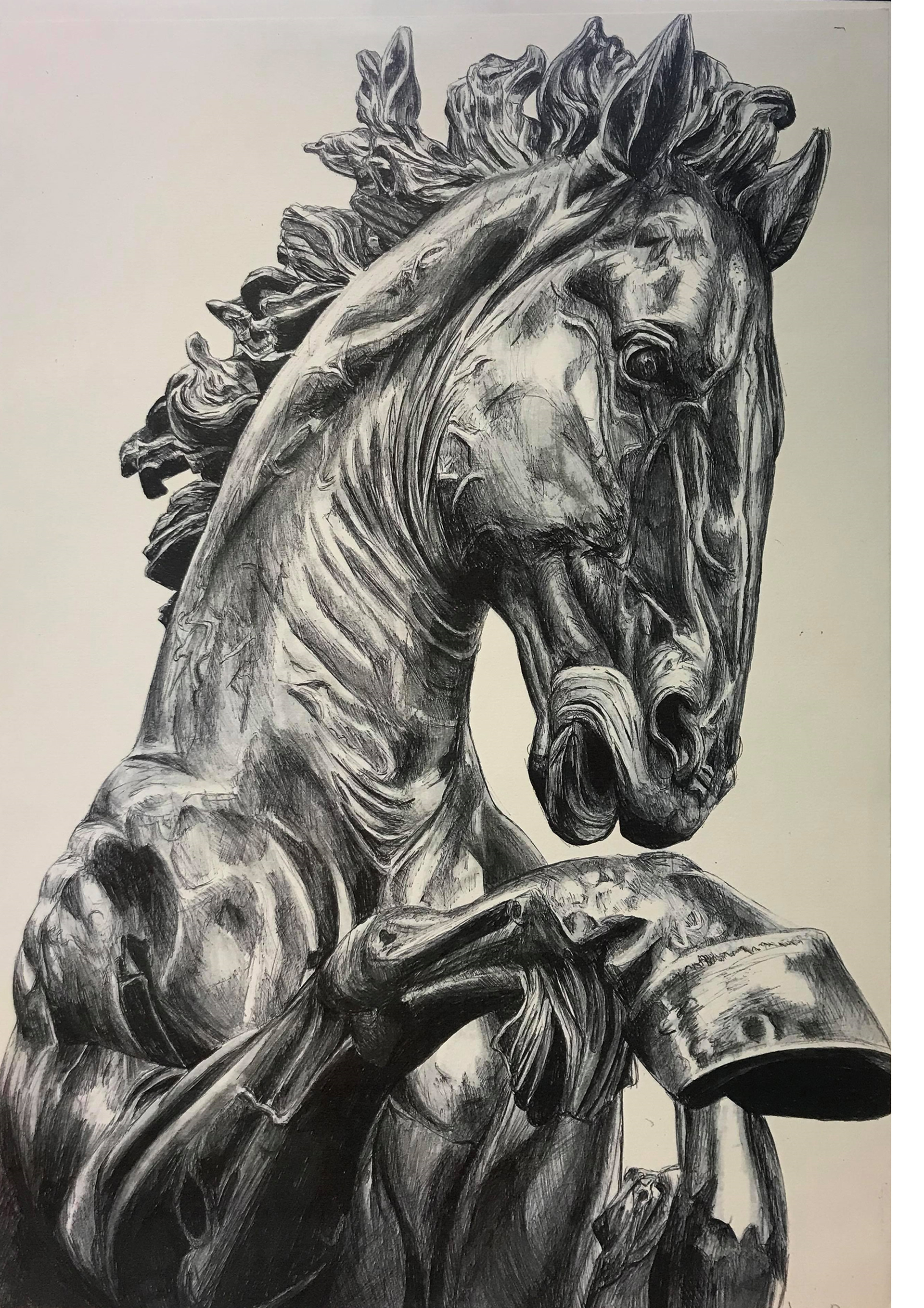 Horse anatomy