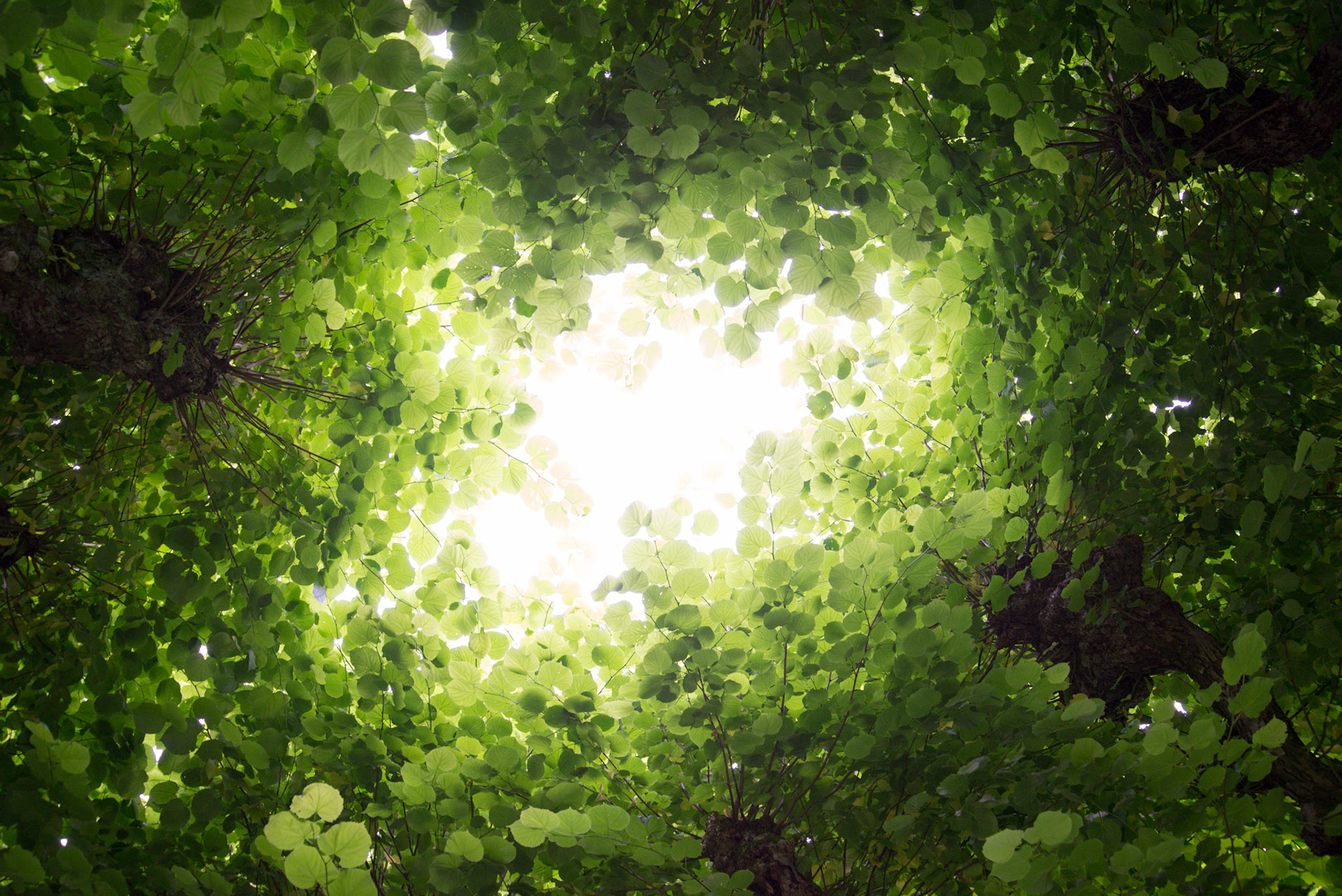 Look up to the sky through a green ceiling of green leaves! Captured at Haraldsplass Diakonale Sykehus in Bergen, Norway.