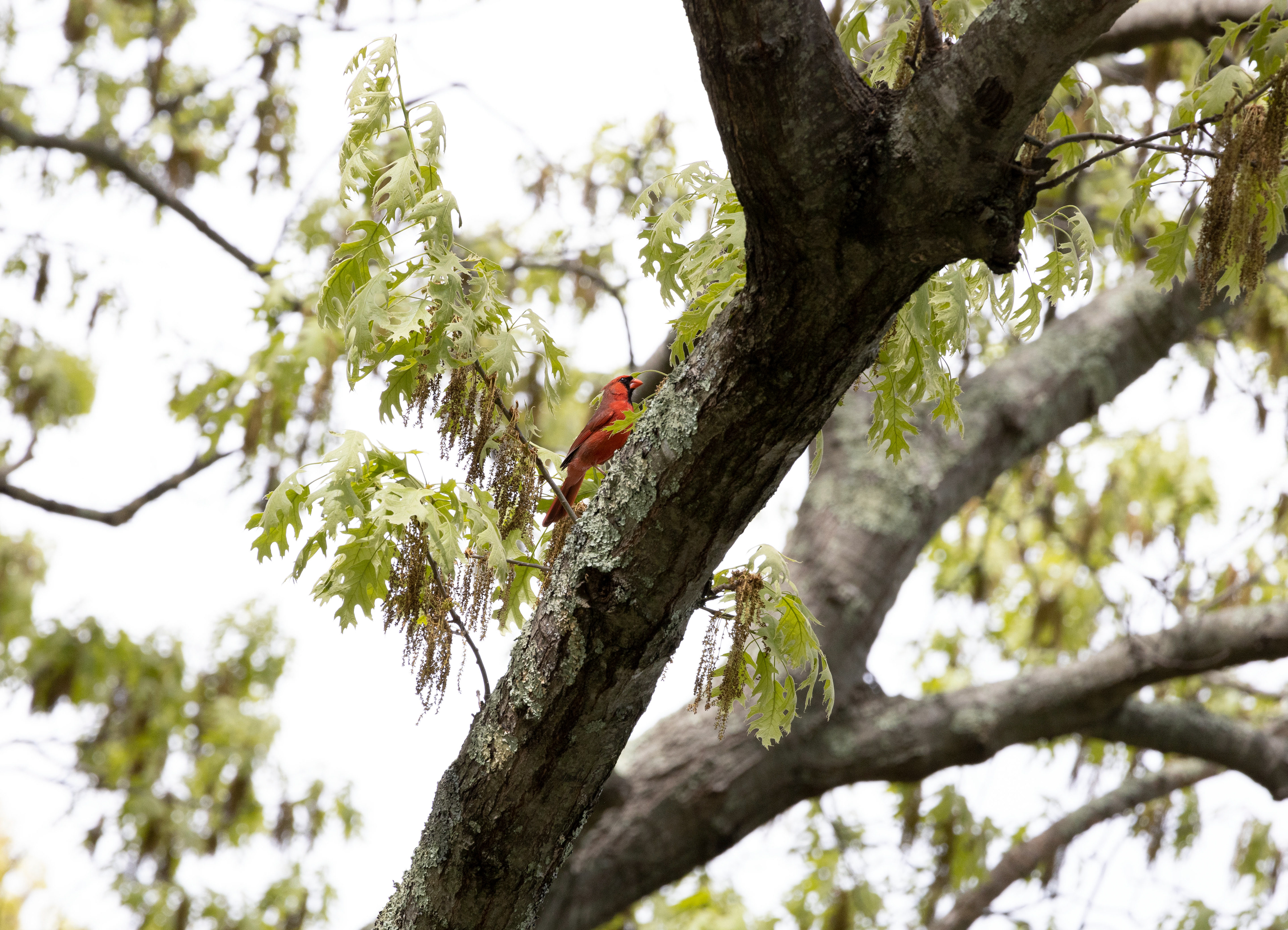 Cardinal in Tree