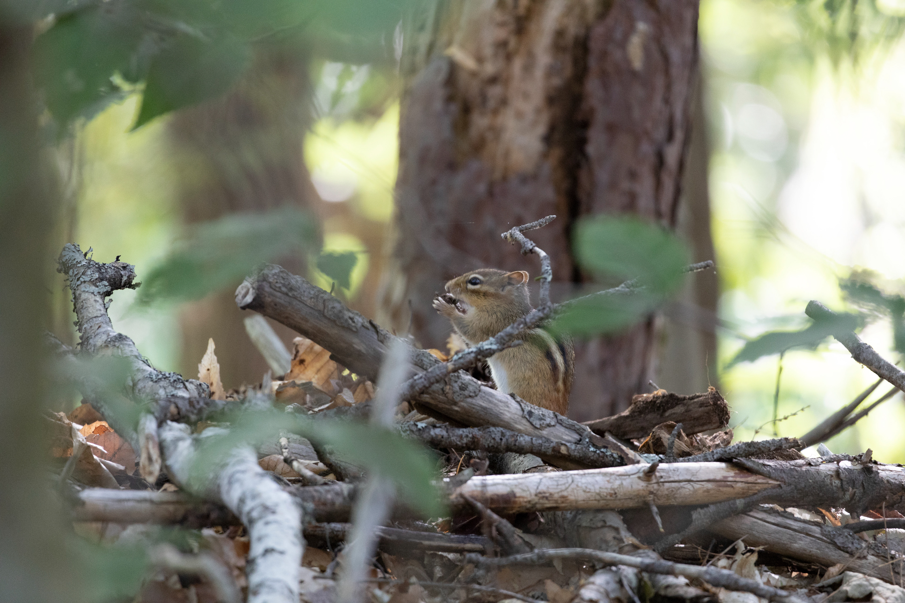Chipmunk Eating