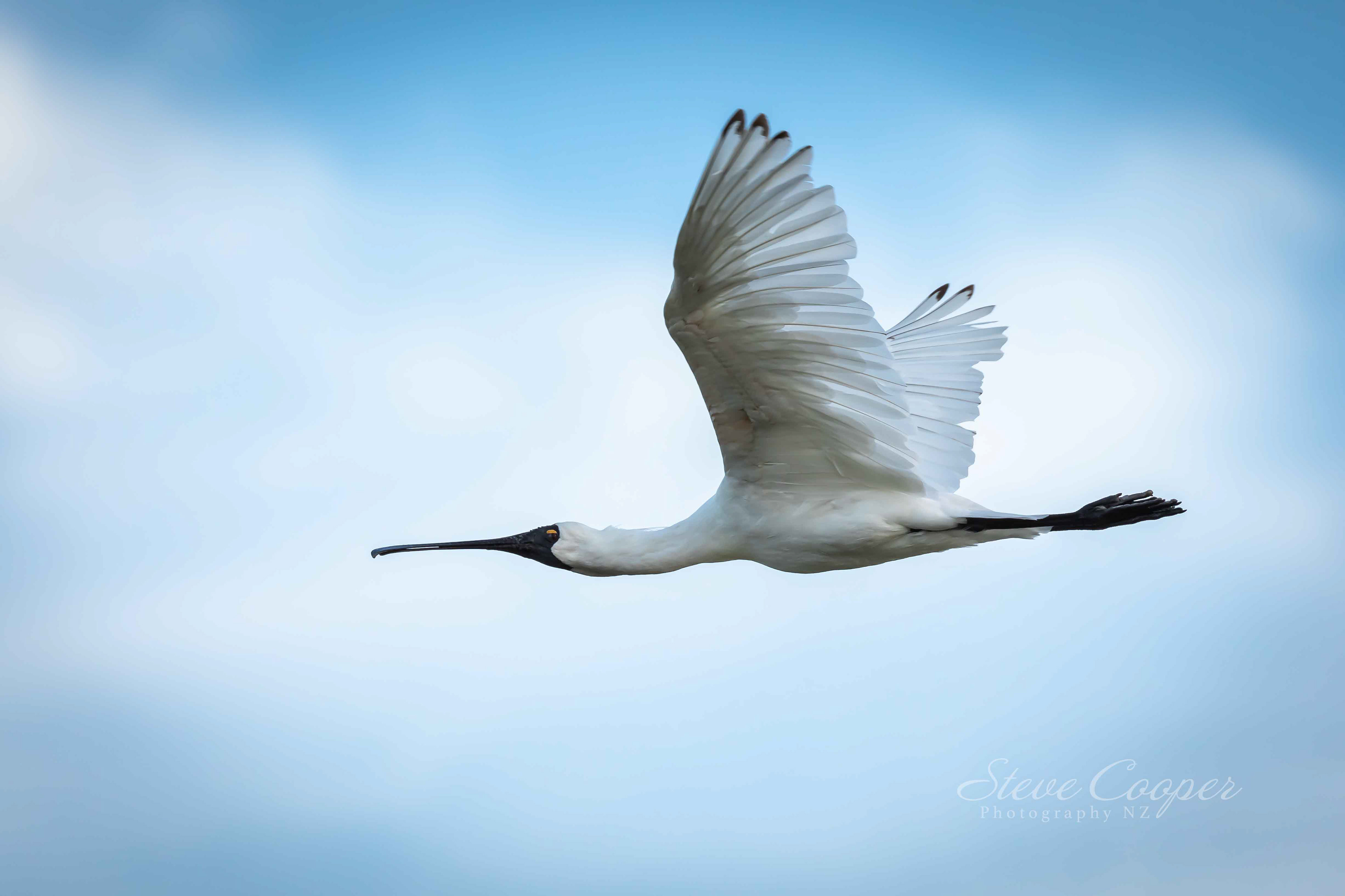 new zealand native birds identification