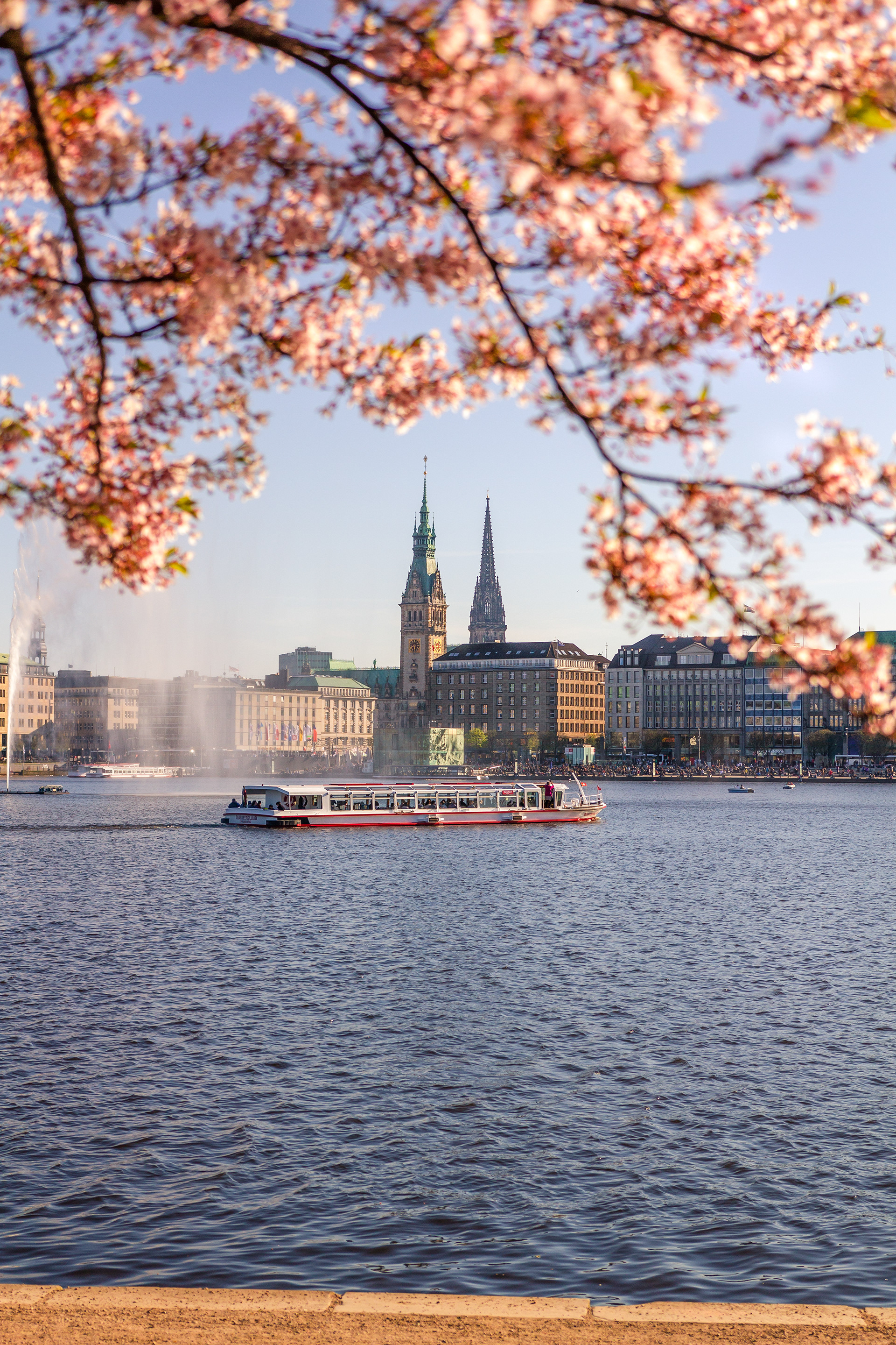 Kirschblüten Jungfernstieg