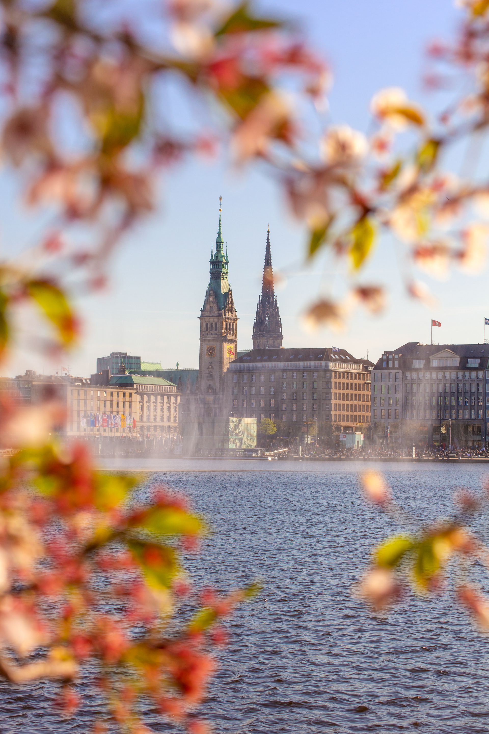 Kirschblüten Jungfernstieg