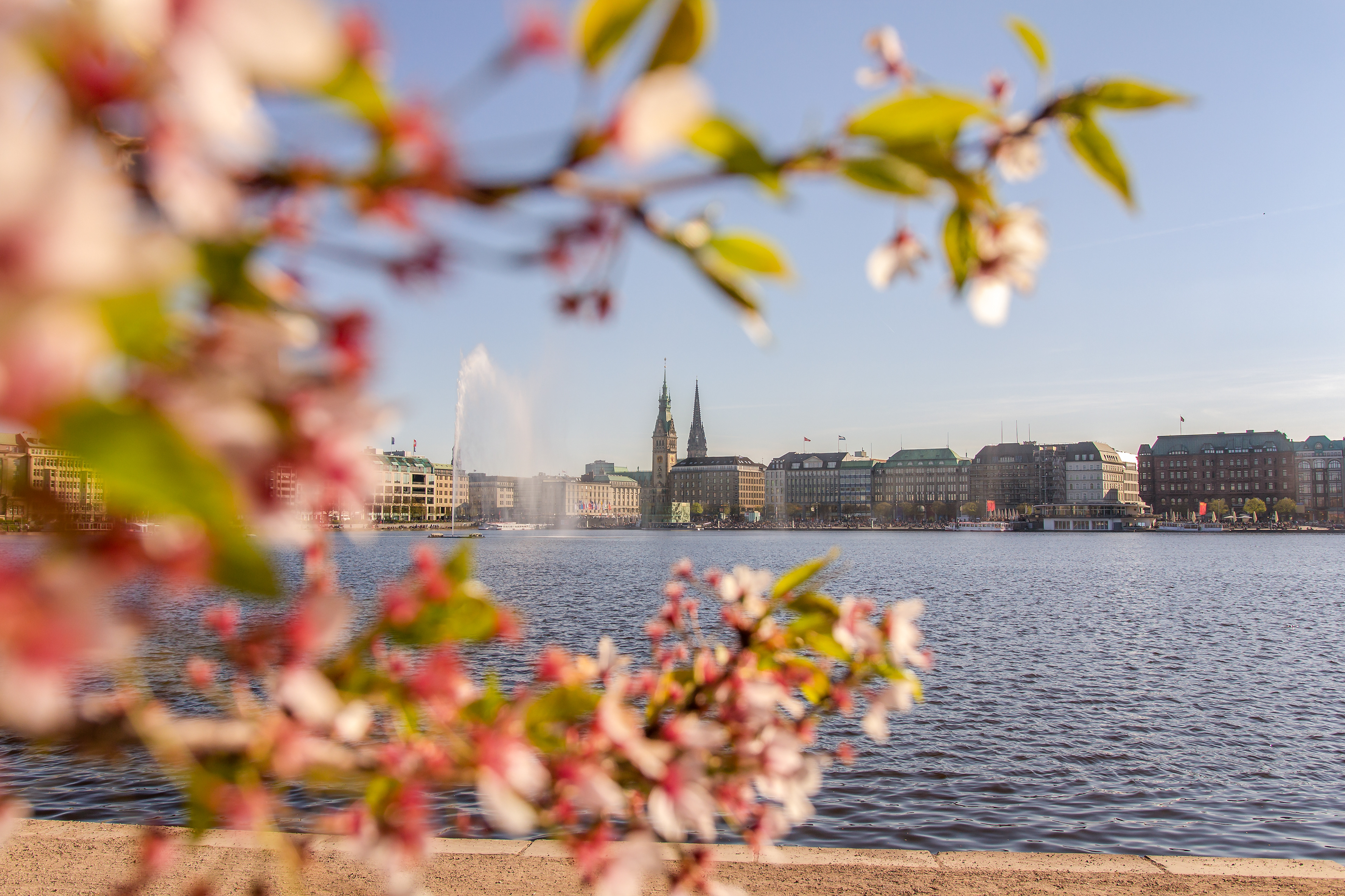 Kirschblüten Jungfernstieg