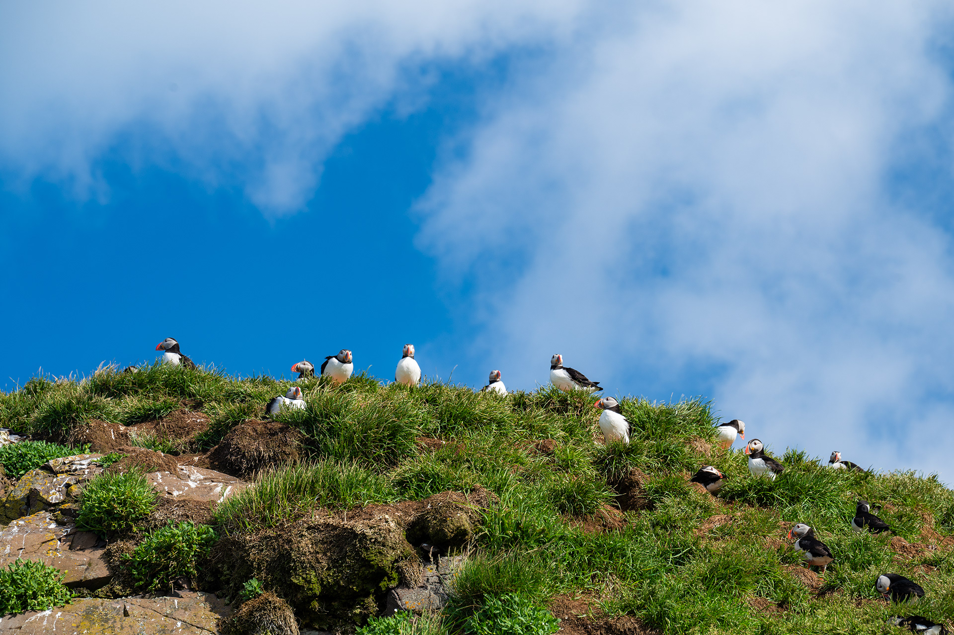 Atlantic Puffins