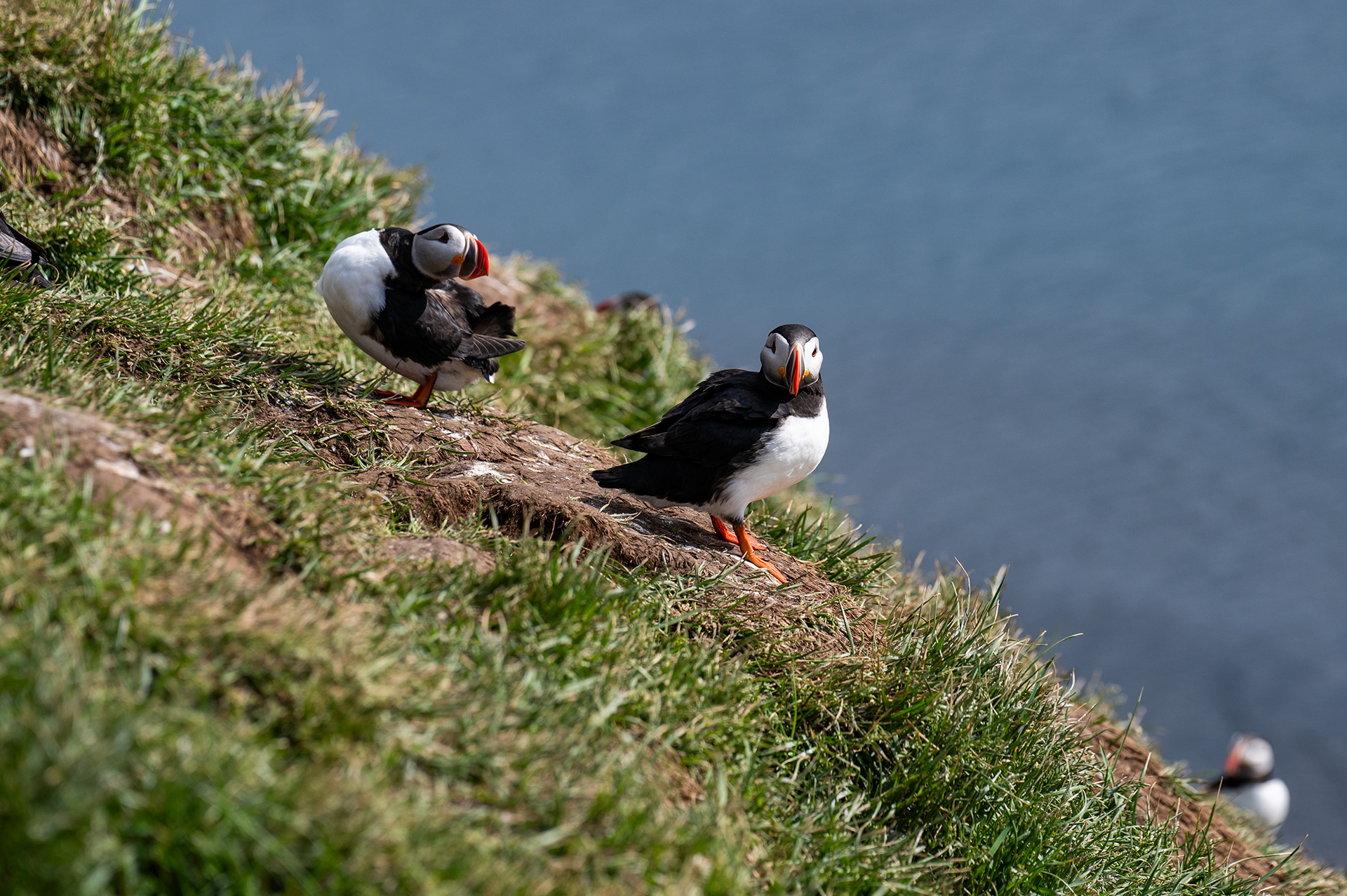 Atlantic Puffin