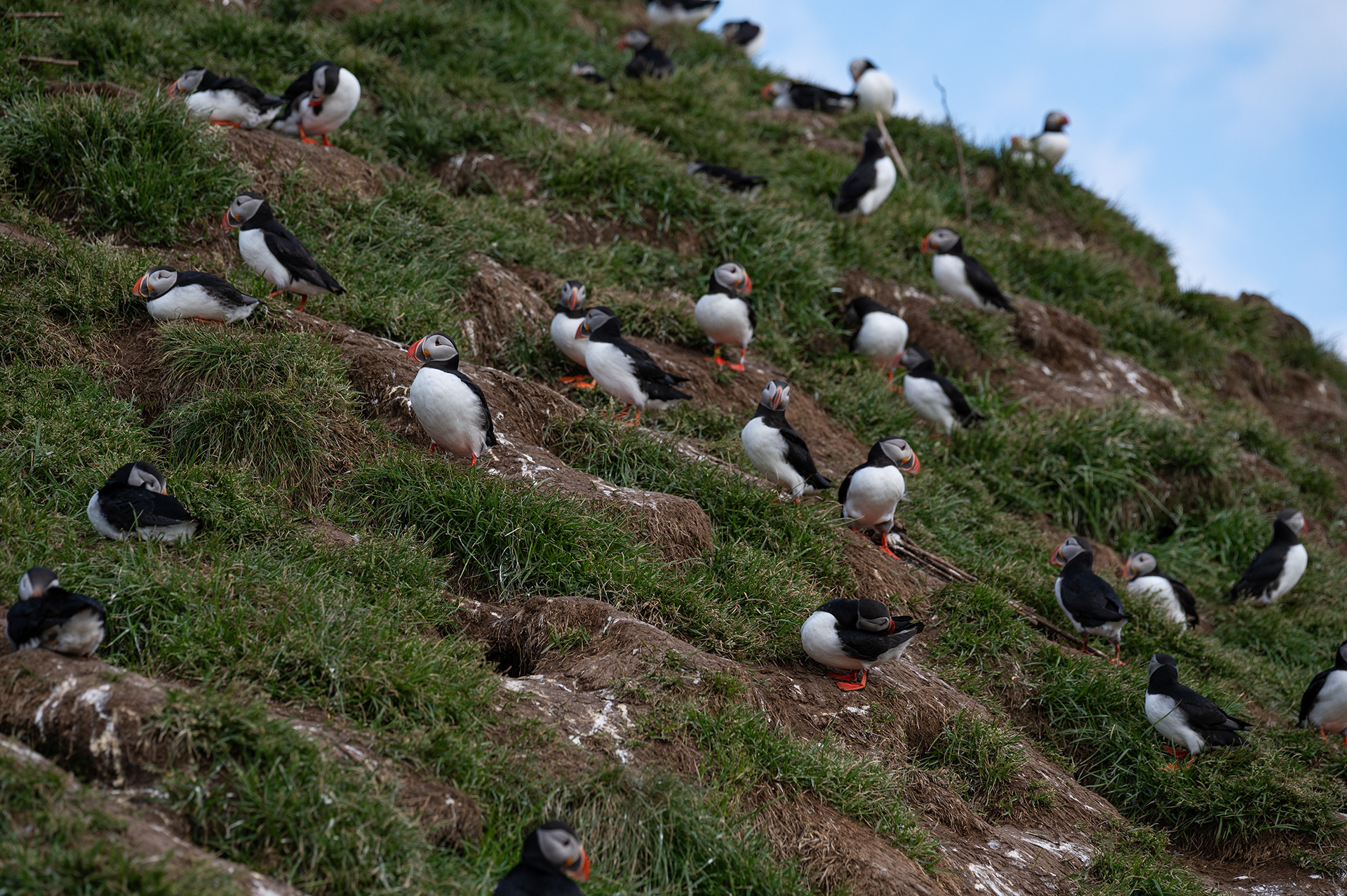 Atlantic Puffin