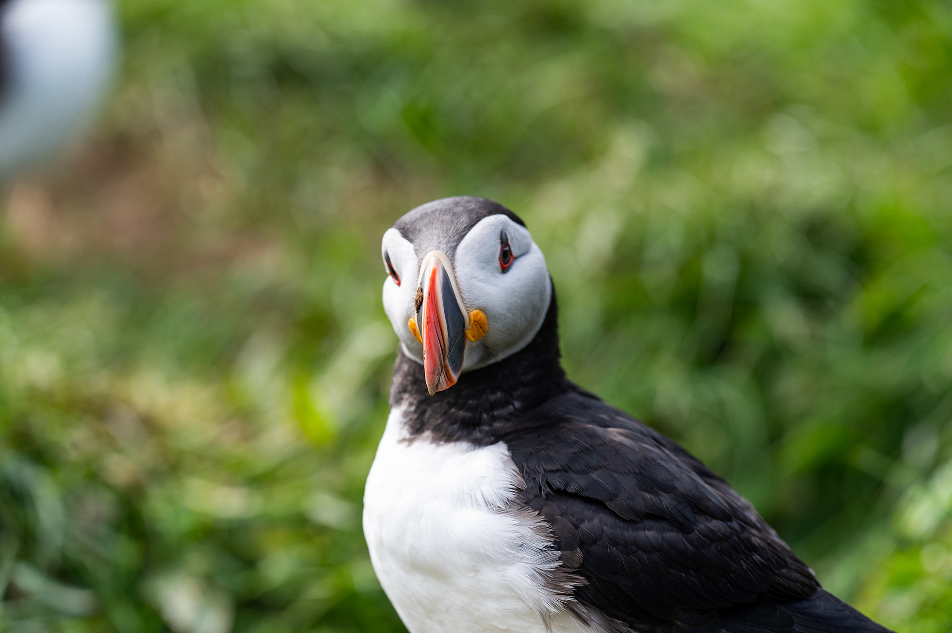 Atlantic Puffin