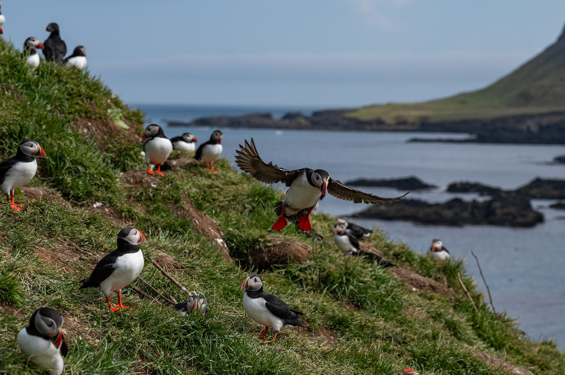 Atlantic Puffin