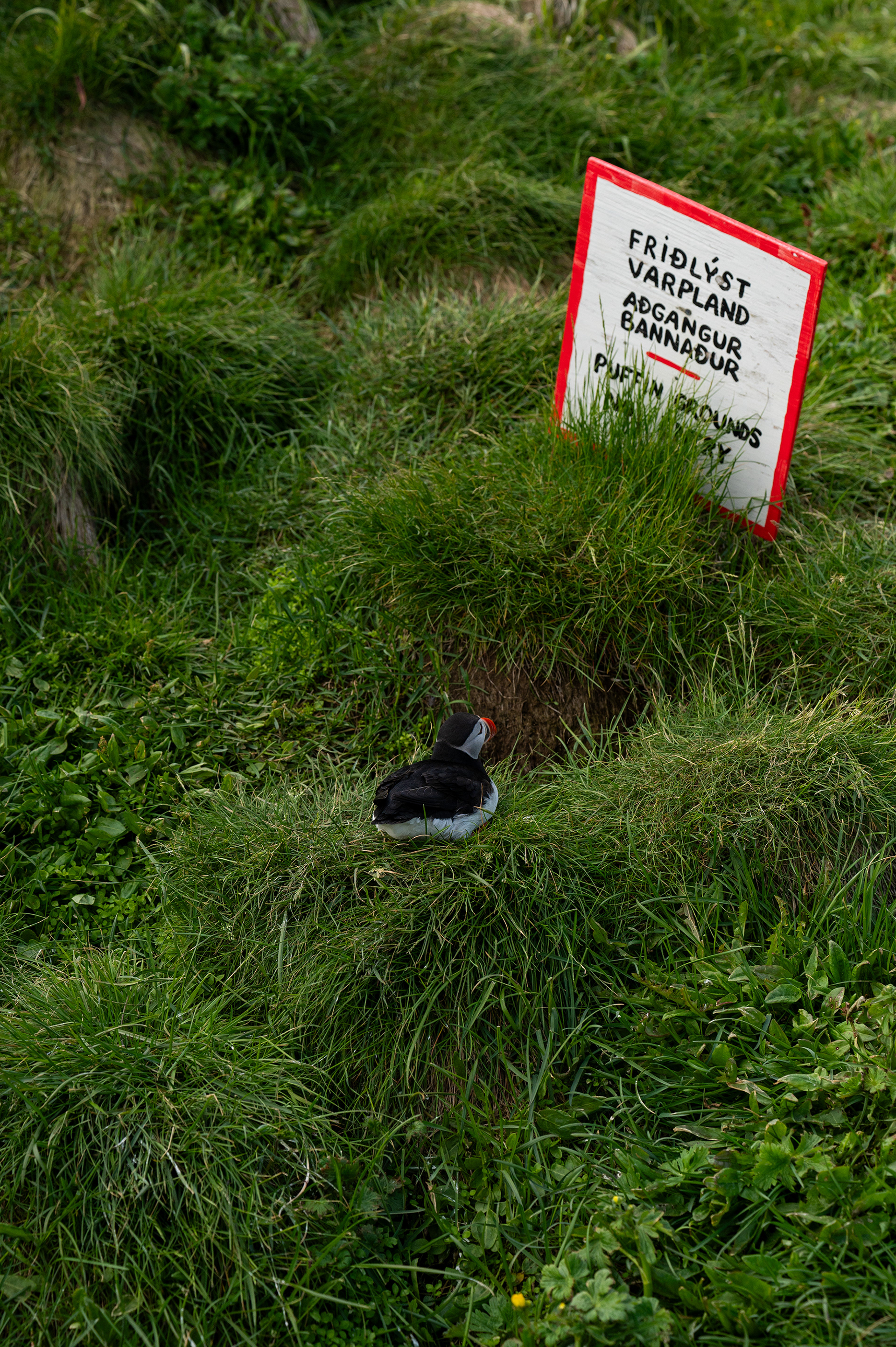 Atlantic Puffin