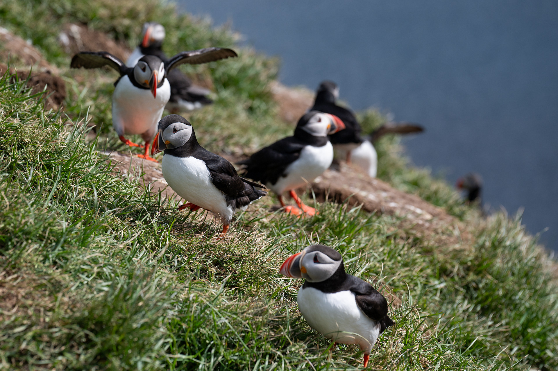 Atlantic Puffin
