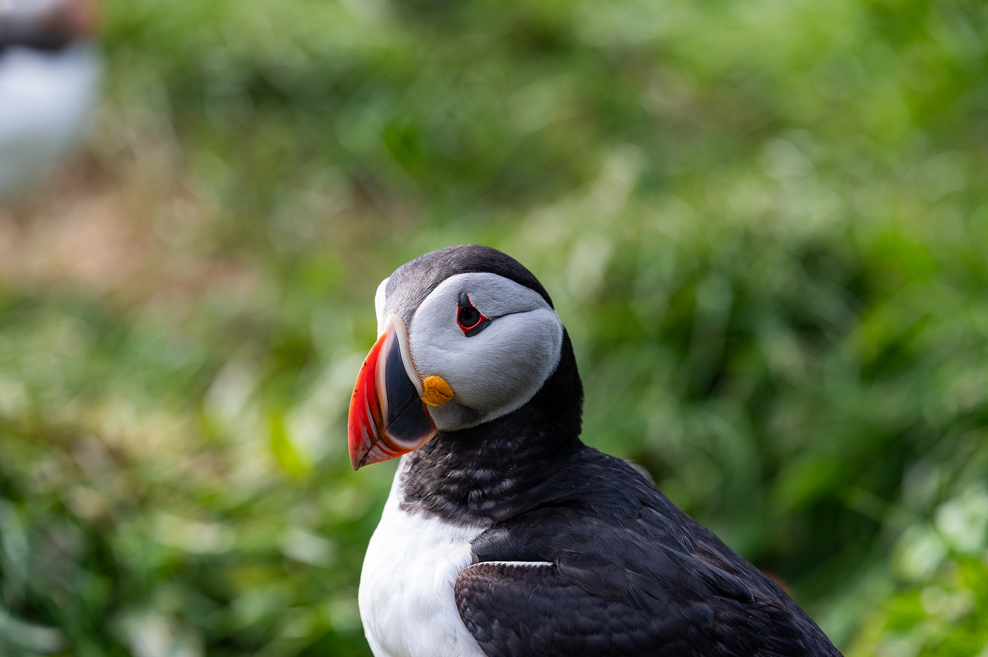 Atlantic Puffin