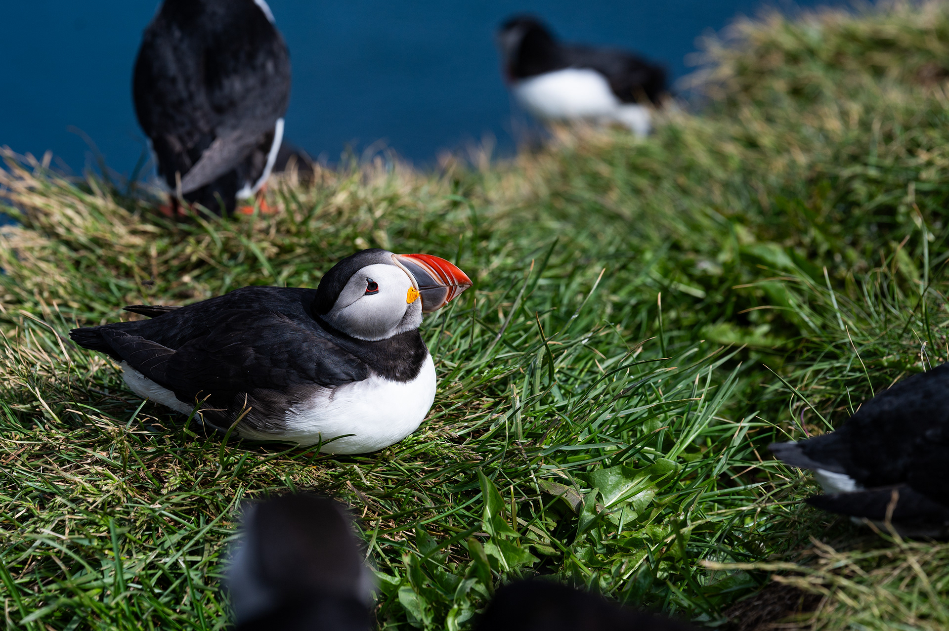 Atlantic Puffin