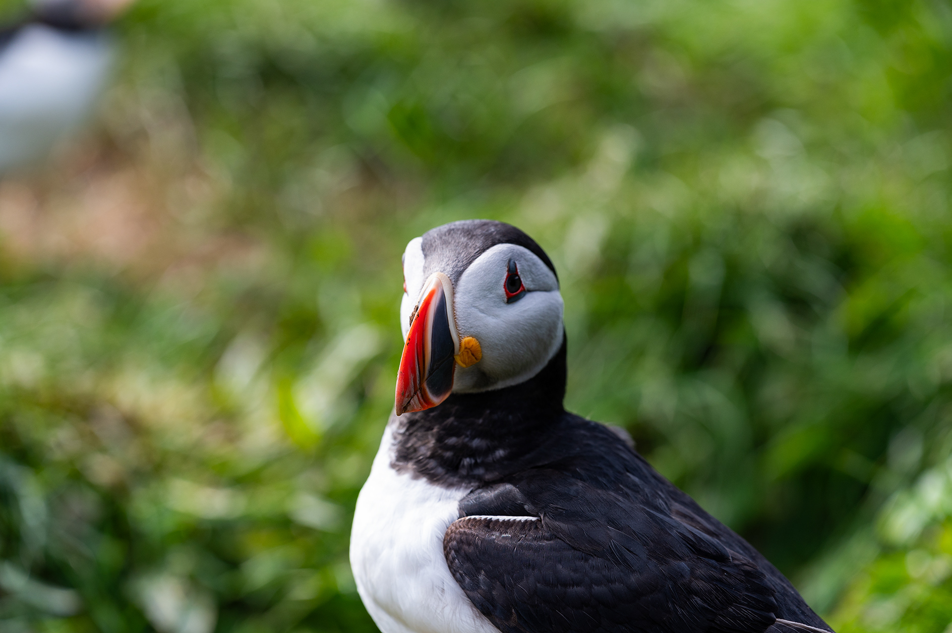 Atlantic Puffin