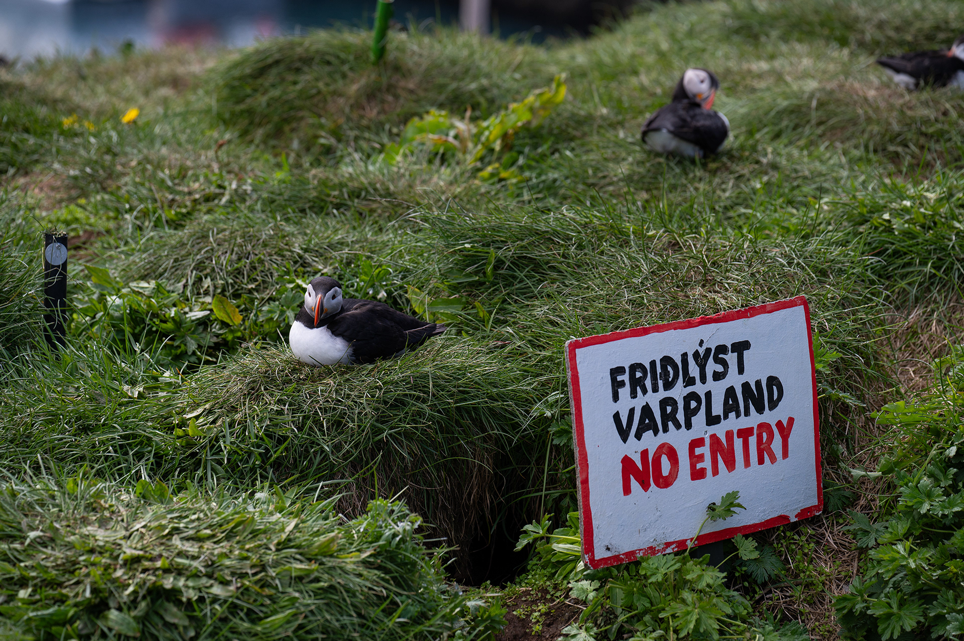 Atlantic Puffin