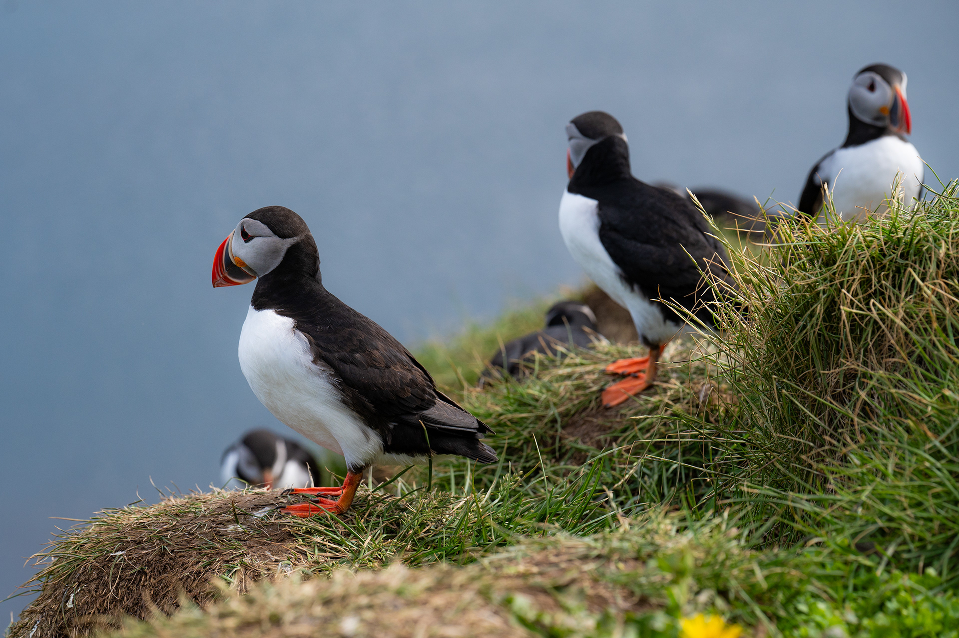 Atlantic Puffin