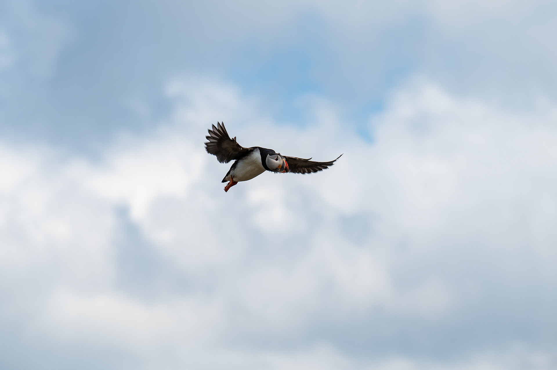 Atlantic Puffin