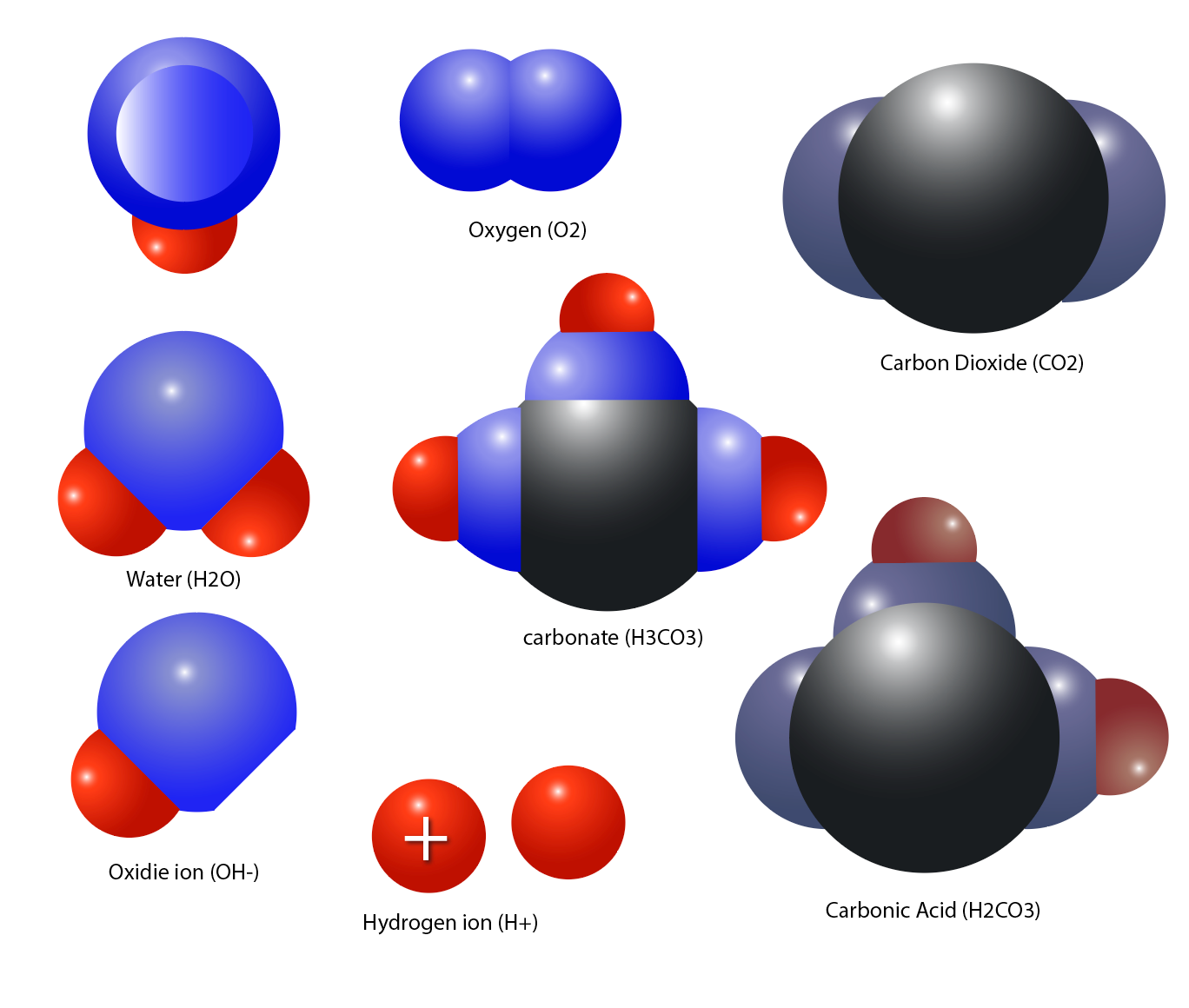 Homeostasis, blood gas chemistry