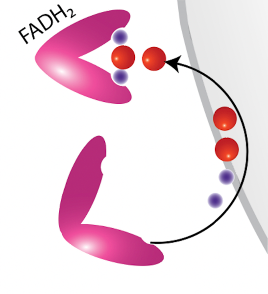 FADH2, citric acid cycle