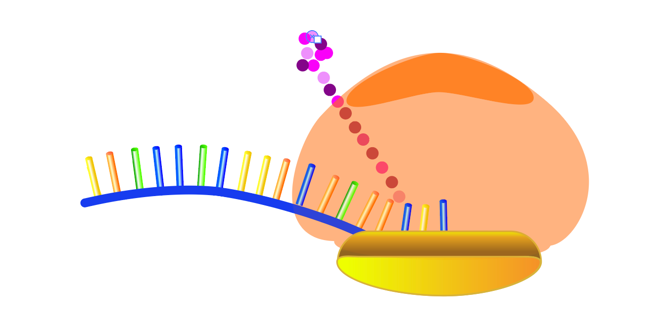 Ribosomal units, translation