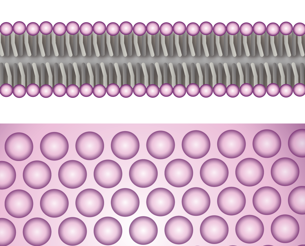 Phospholipid bilayer