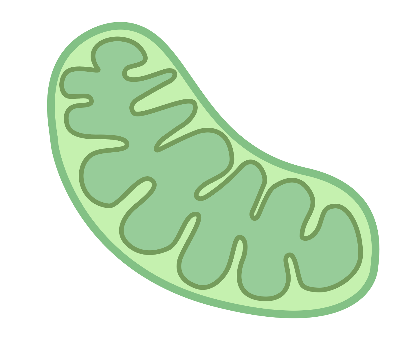 Mitochondrion