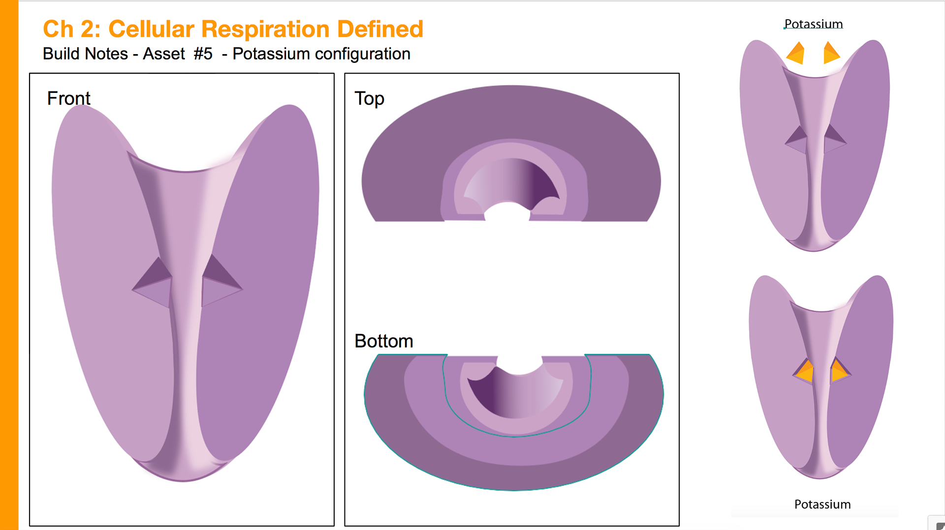 Potassium configurations - Sodium potassium pump