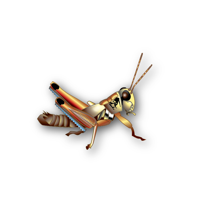Grasshopper