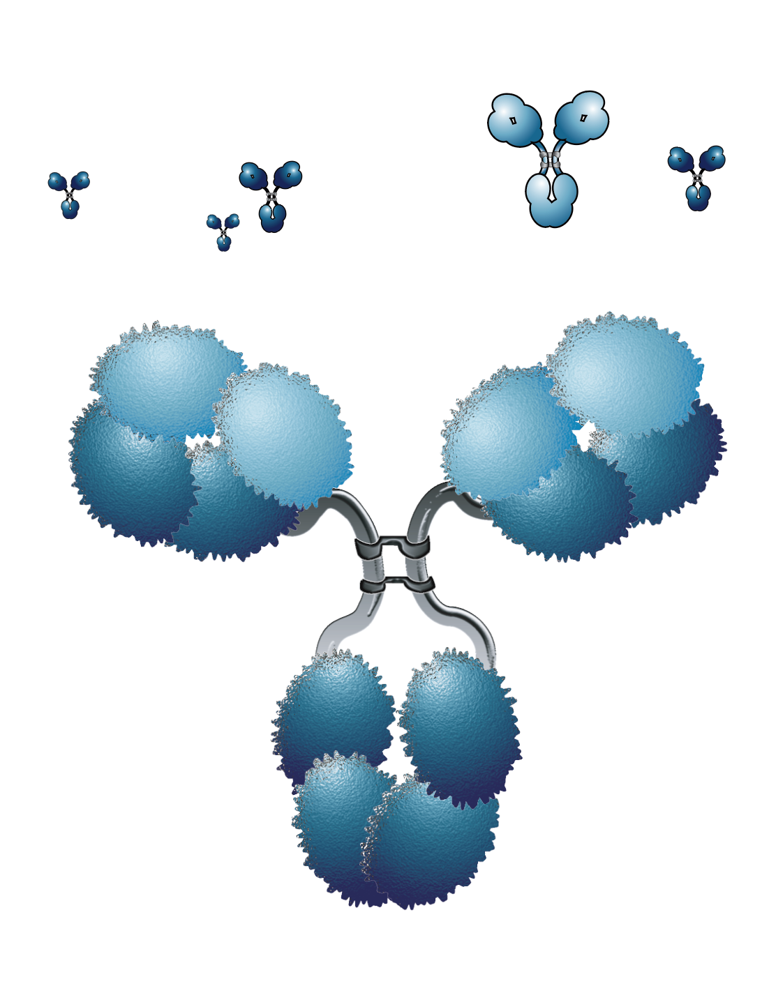 Antibody - plasmapheresis