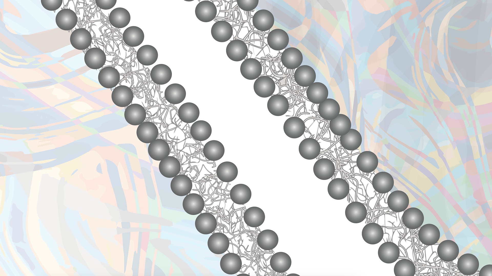 Epithelial cell's phospholipid bilayer