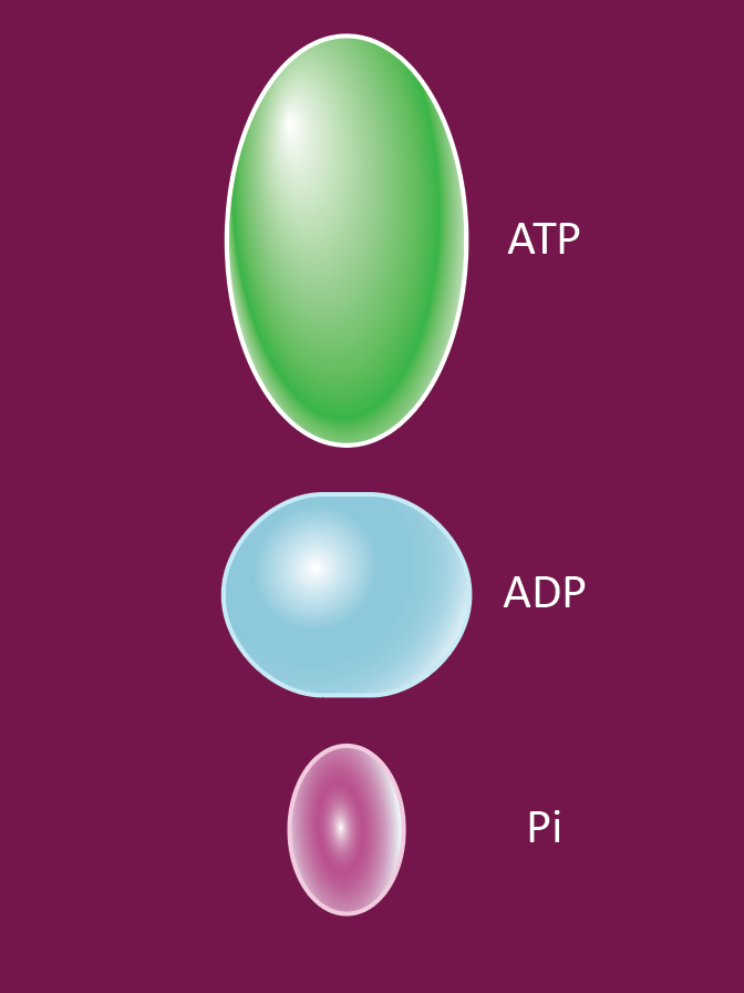 ATP