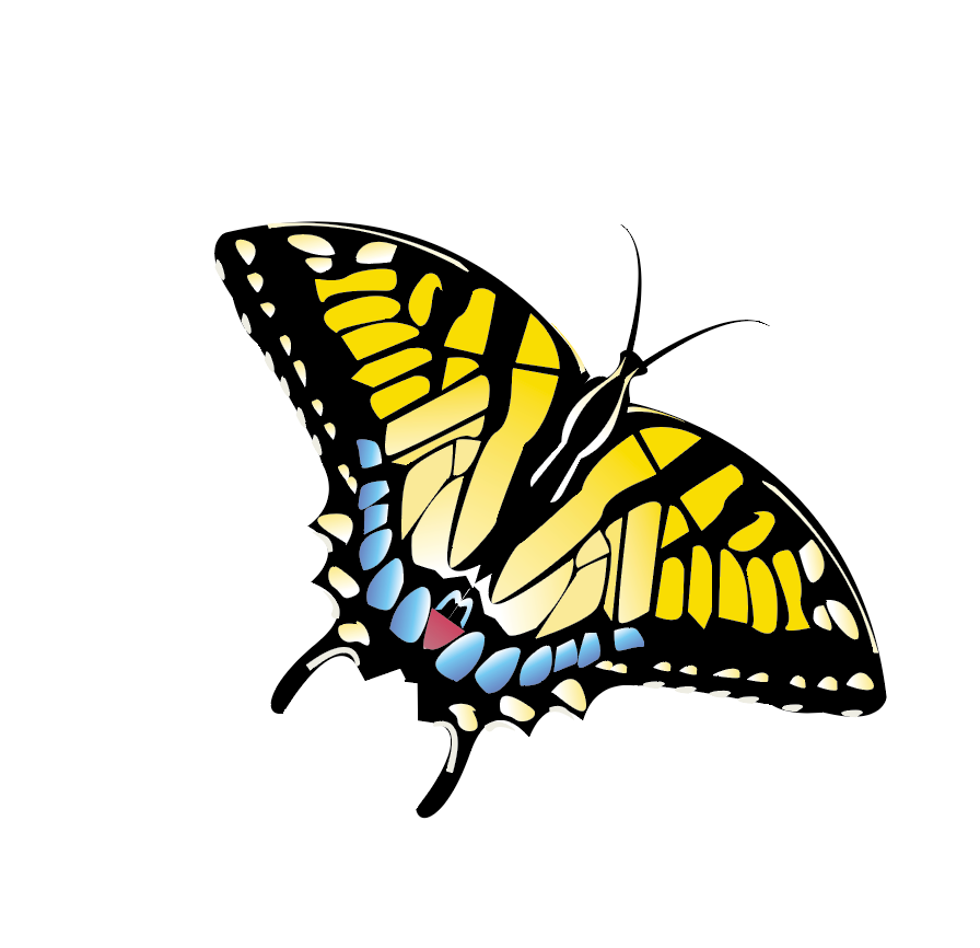 Tiger swallowtail