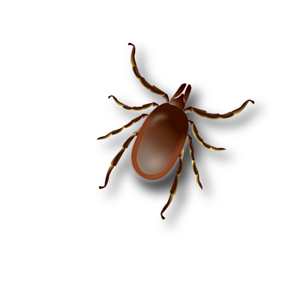 Tick