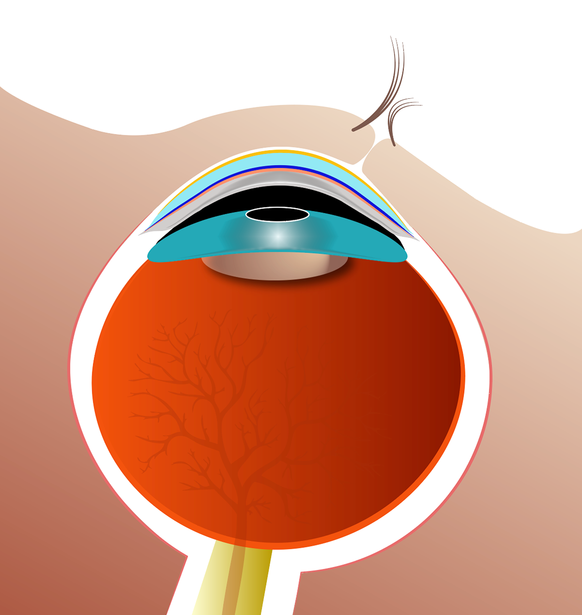 Sagittal view of the eye