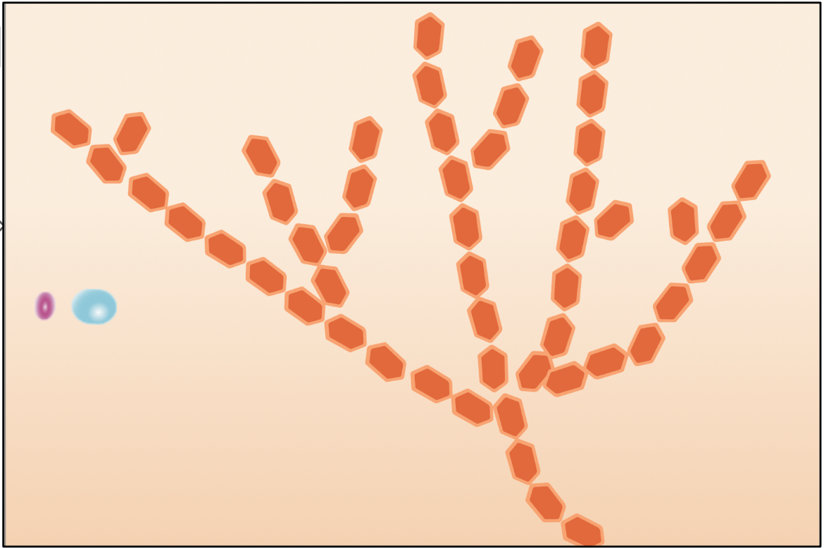 Glycogenesis