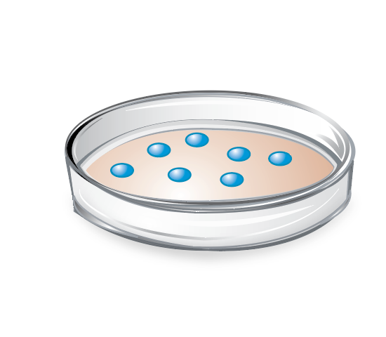 Petri dish