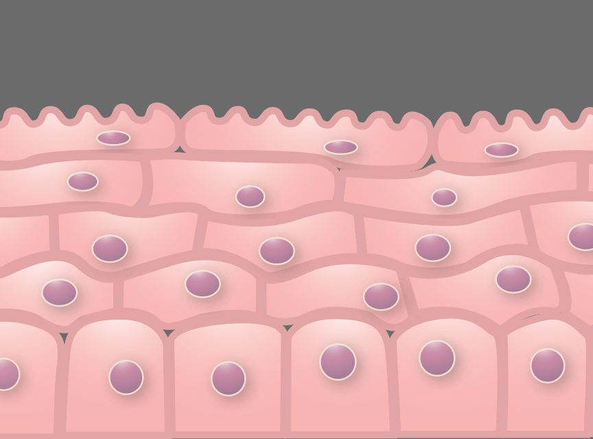 Epithelial cells for PowerPoint