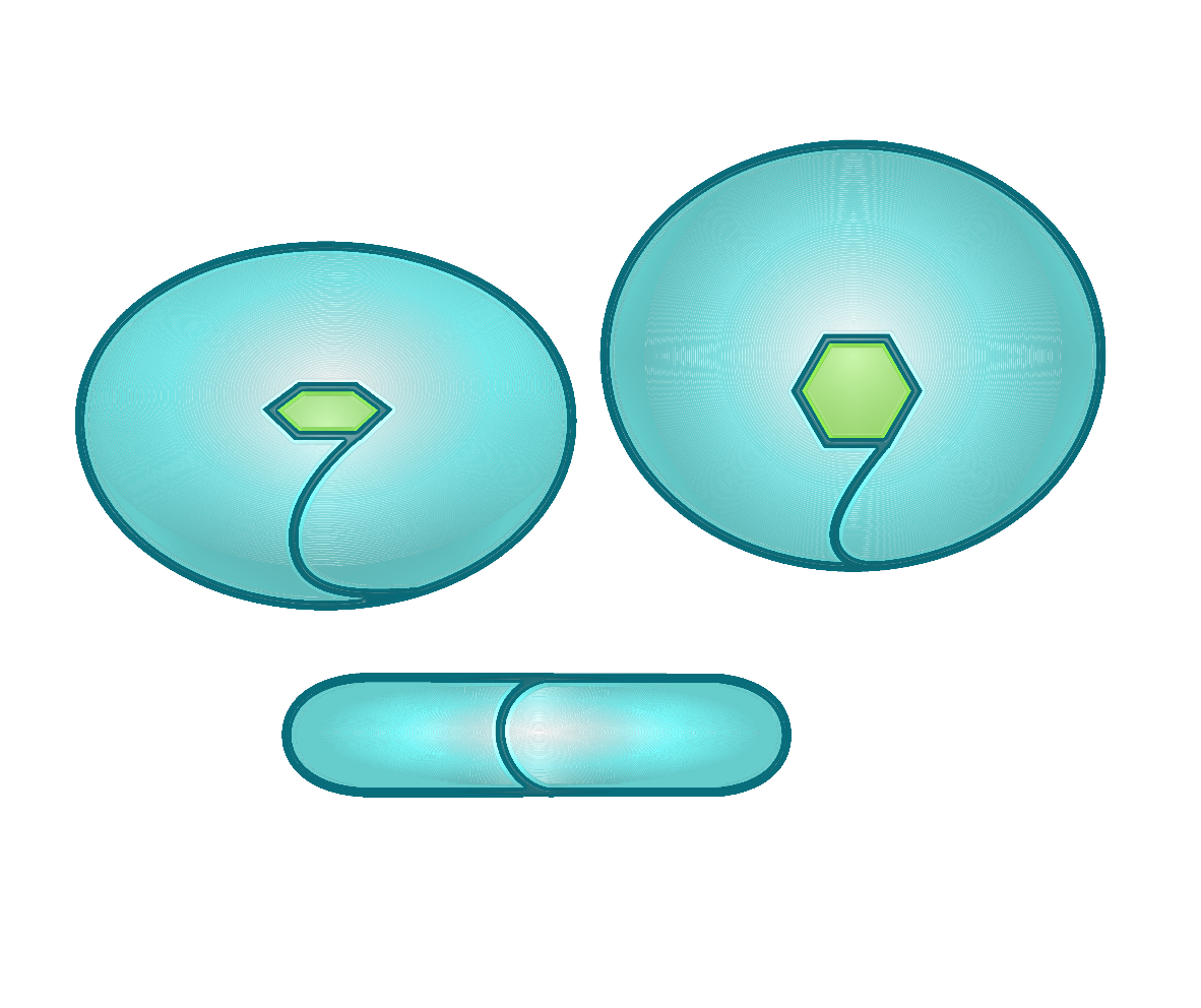 Hormone transporter protein