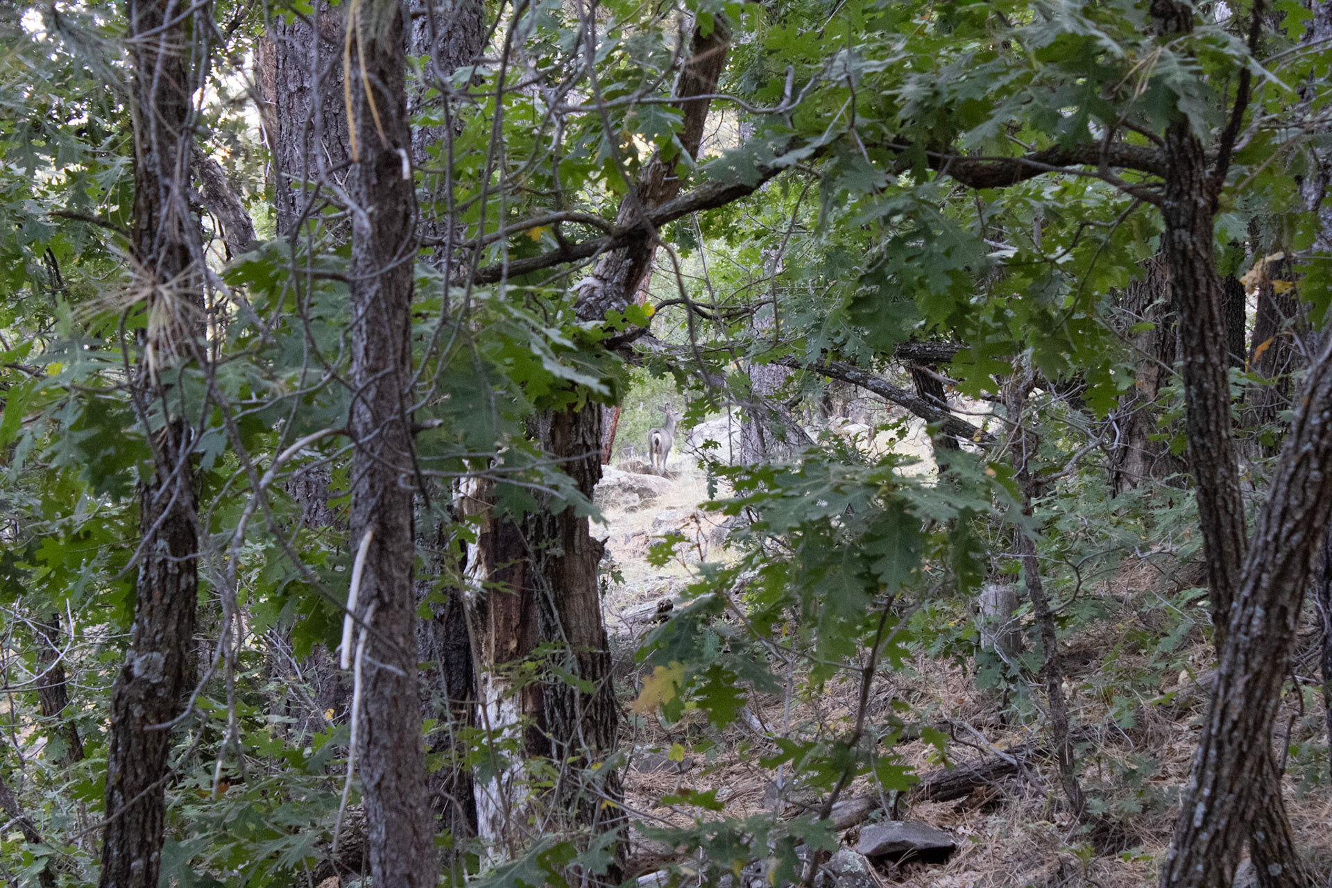 Lone deer in the foreground of a forest. 