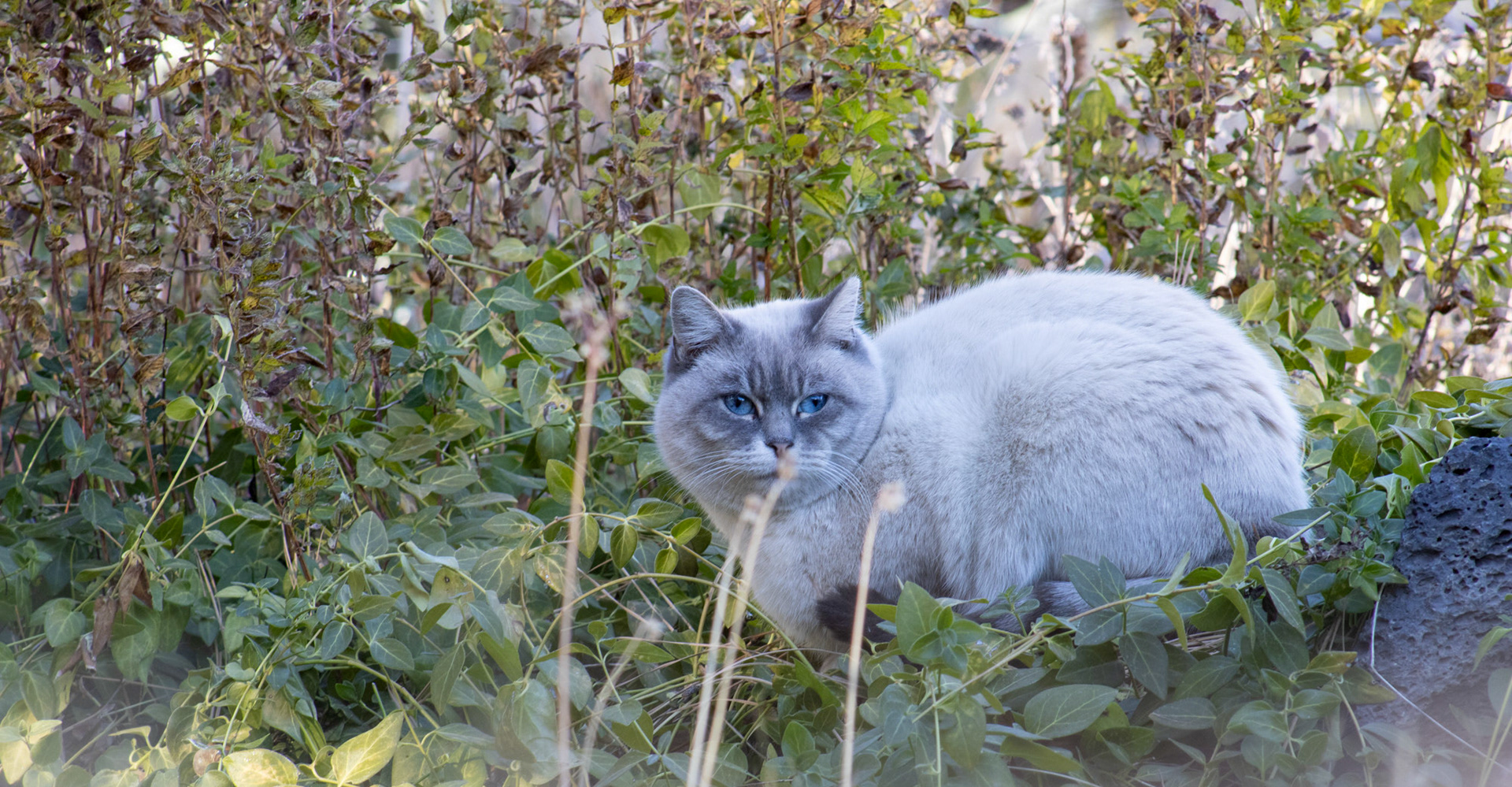 Cat laying in brush. 