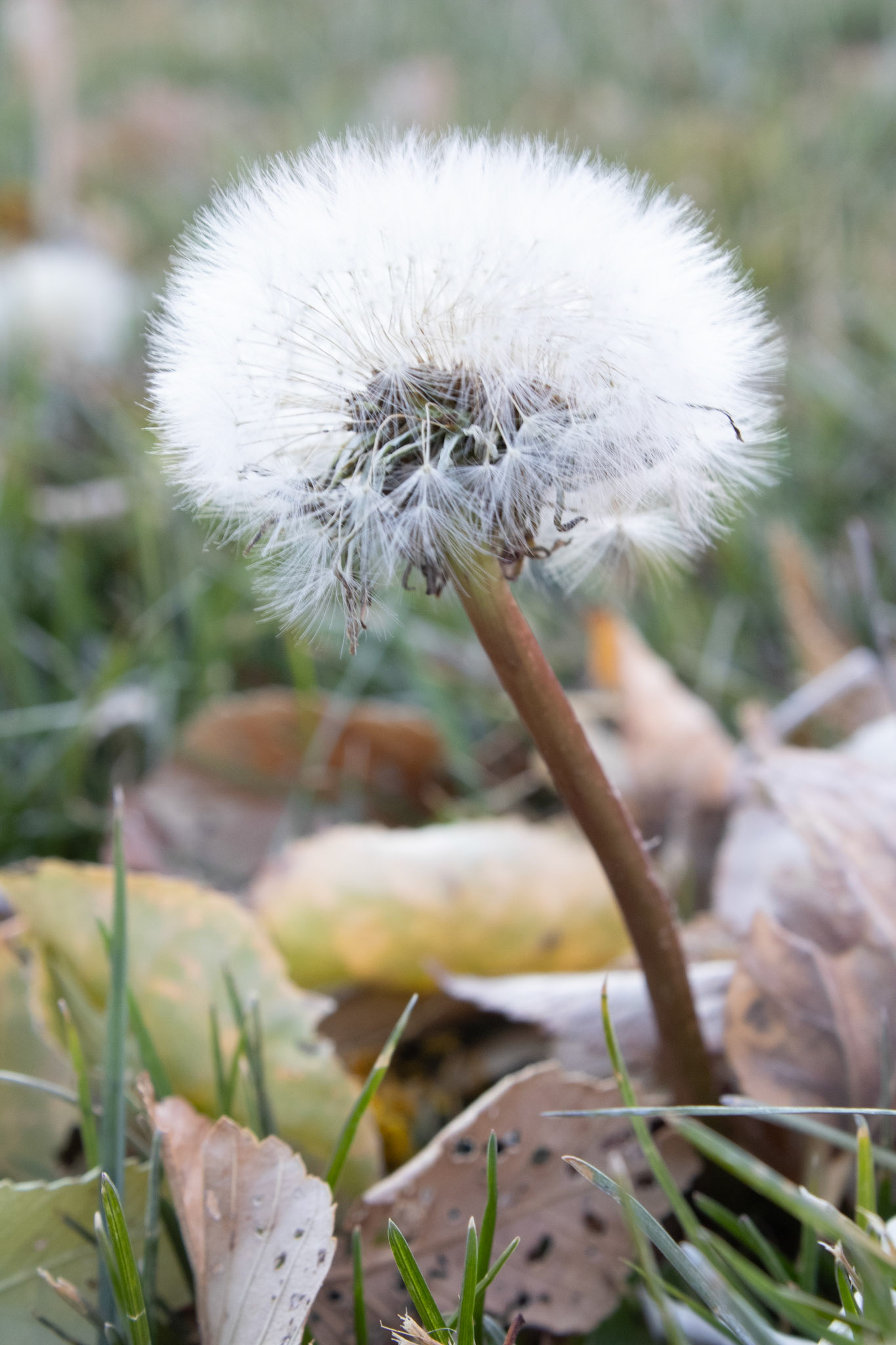 Dandelion found in a field. 