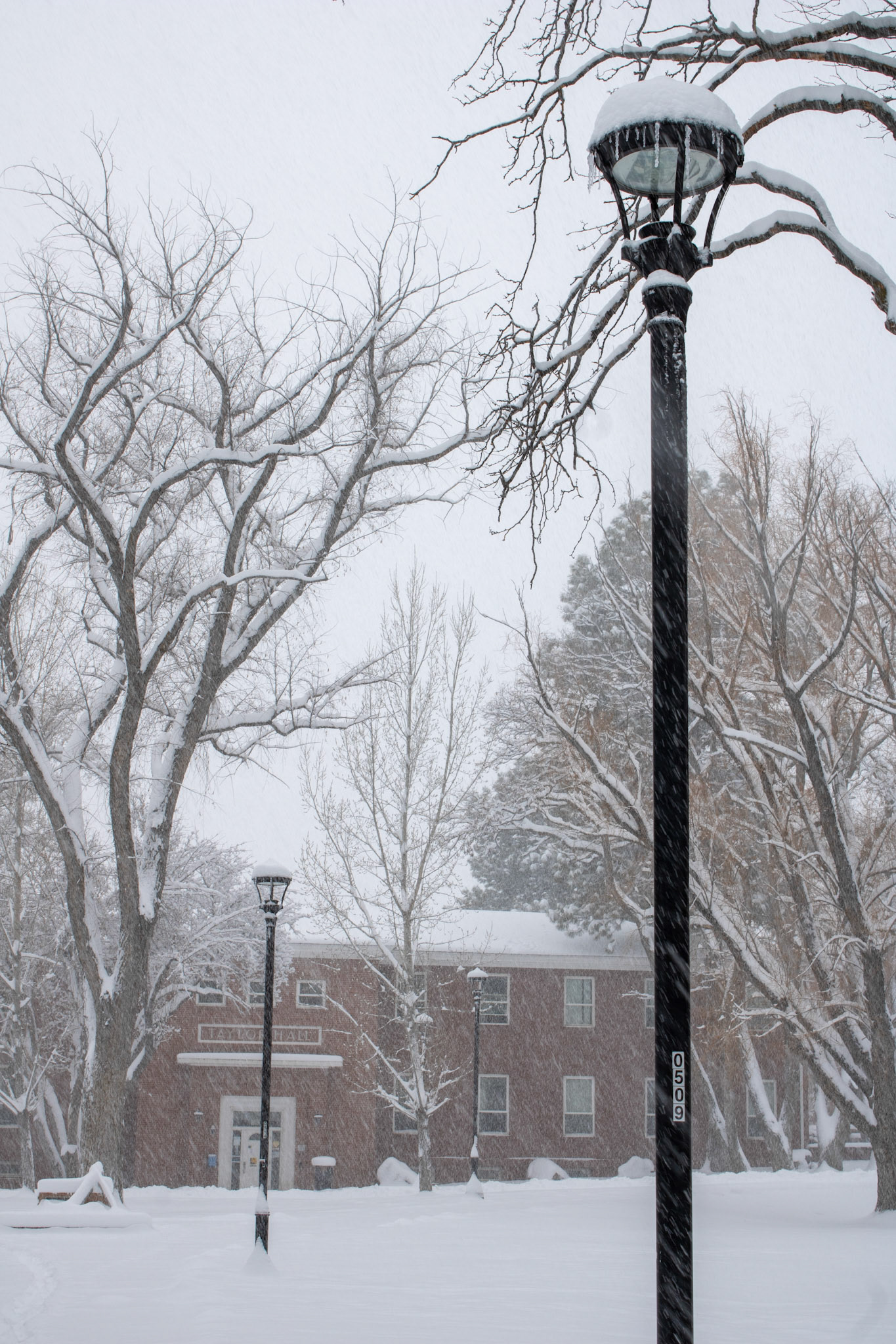 Light poles covered in snow. 